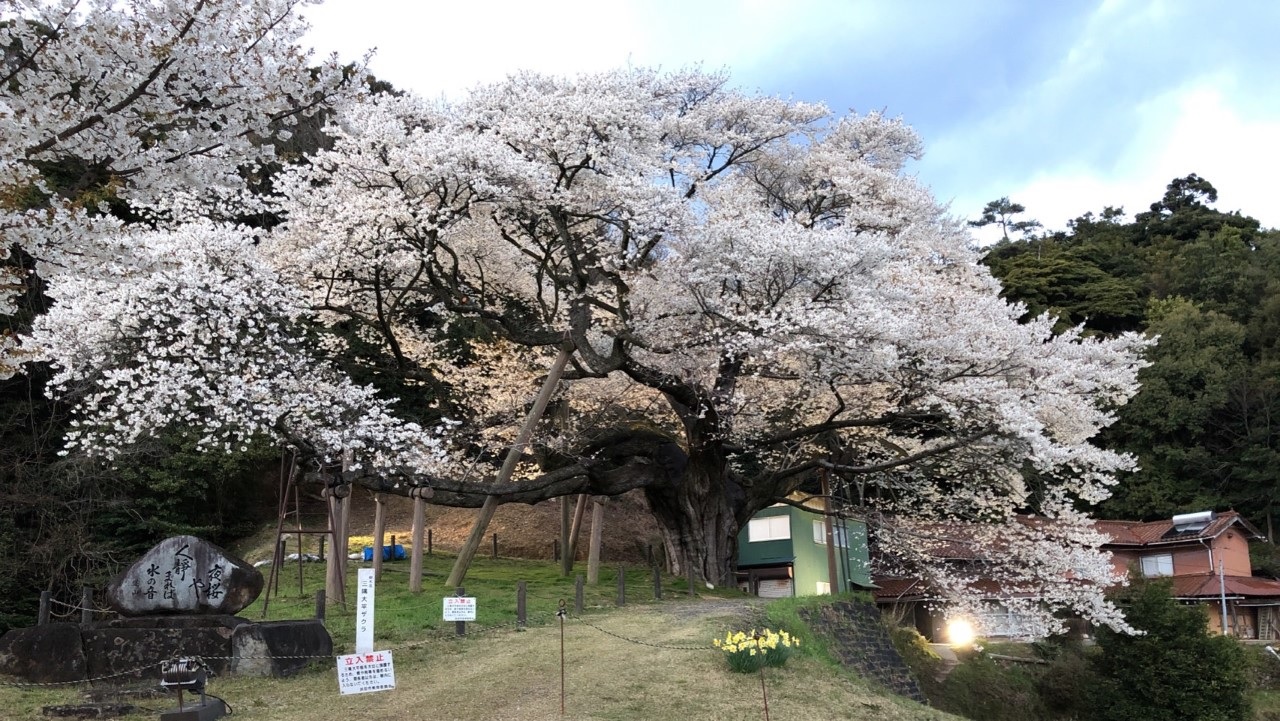 三隅大平桜 ショーゴの山歩き 西中国山地彷徨記録