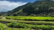 tanemuracho202508_0579