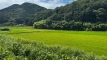 tanemuracho202508_0578