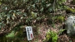 kogoroyama202505_0221